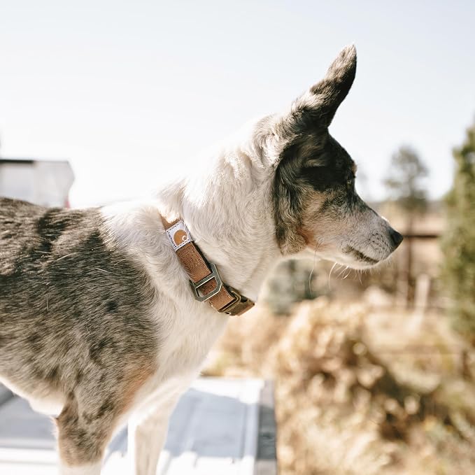 Carhartt Nylon Duck Dog Collar, Fully Adjustable Durable 2-Ply Cordura Nylon - Image 5