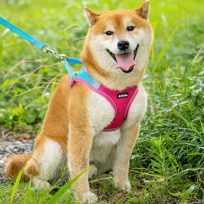 AIITLE No Pull Dog Harness and Leash Set, Step in Adjustable Dog Harness - Image 8