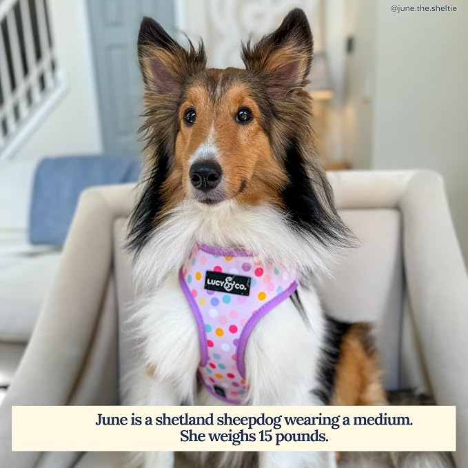 Lucy & Co. Cute Reversible Dog Harness Walking Halter - Image 2