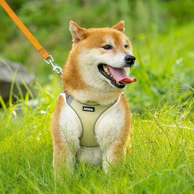 AIITLE No Pull Dog Harness and Leash Set, Step in Adjustable Dog Harness - Image 9