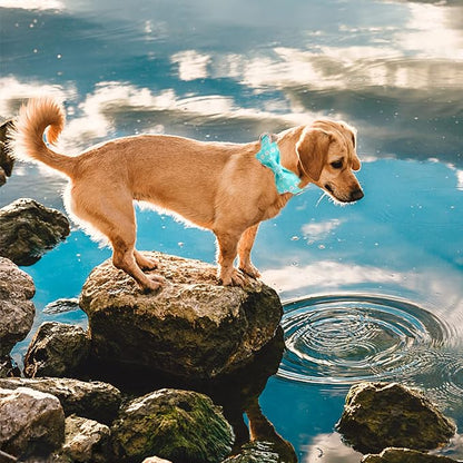 Elegant Little Tail Summer Dog Collar - Image 6