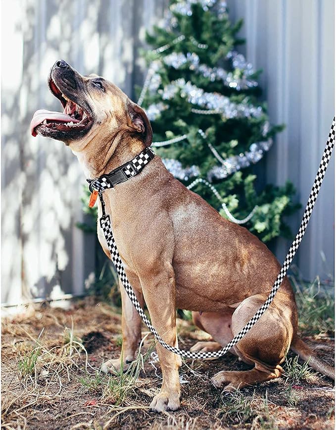Roses&Poetry Dog Collar with Colourful Checkered Patterns, Adjustable Durable - Image 6