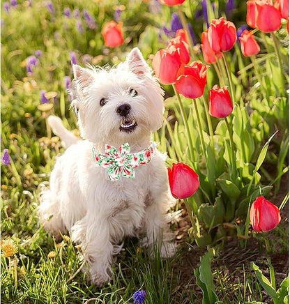 Lionheart glory Dog Collar Flowers Collar Floral Dog Collar - Image 5