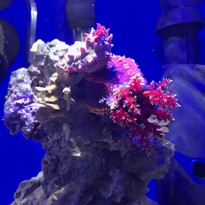 Seachem Prime Fresh and Saltwater Conditioner - Image 7