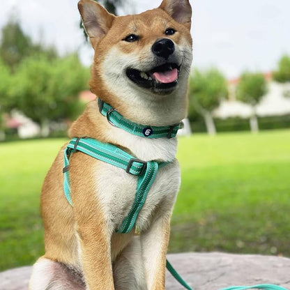 Blueberry Pet Essentials Matching Large Dog Collar | Adjustable Classic Solid - Image 8