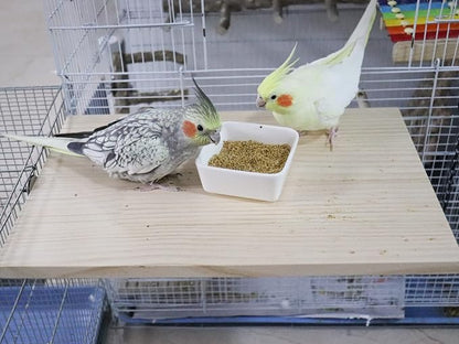 15.7×10.4 Inches Large Bird Perch Stand Platform, Natural Wooden Small Animals - Image 3