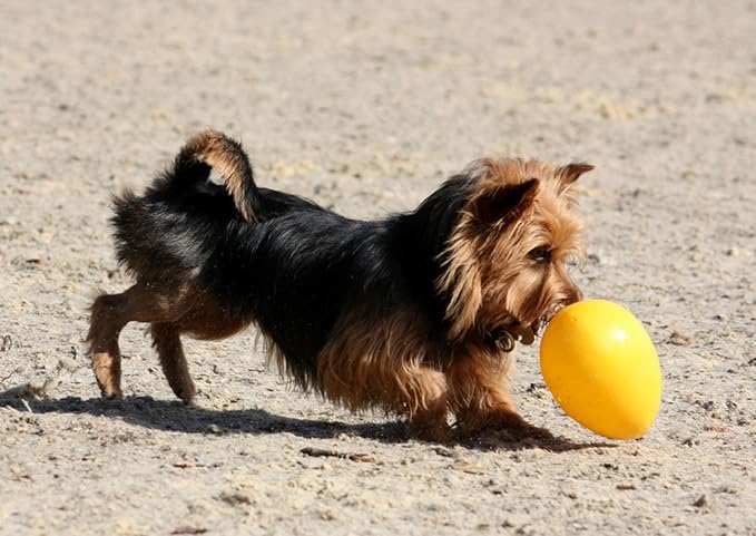 Jolly Pets Jolly Egg Dog Toy, 12 Inches/Large - Image 5