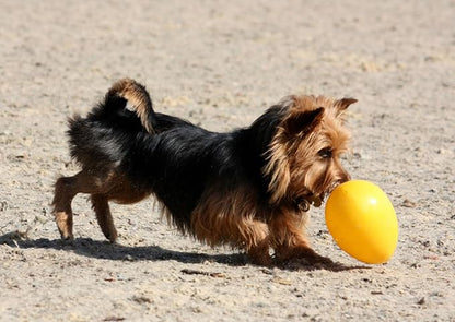 Jolly Pets Jolly Egg Dog Toy, 12 Inches/Large - Image 5