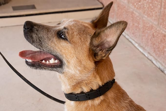 Starmark Pro-Training Dog Collar Large - Image 6