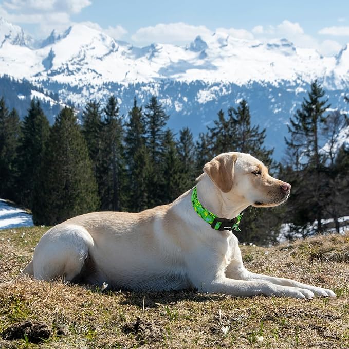 Medium Dog Collars for Male Dogs, Boy Dog Collars - Image 3