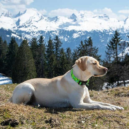 Medium Dog Collars for Male Dogs, Boy Dog Collars - Image 3