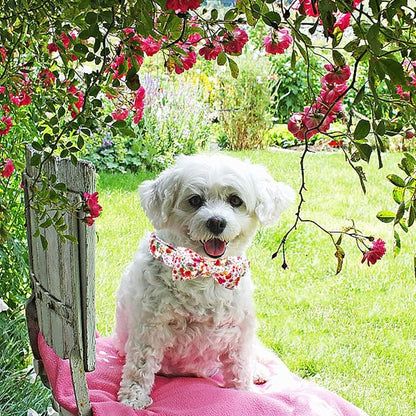 Elegant little tail Dog Collar - Image 5