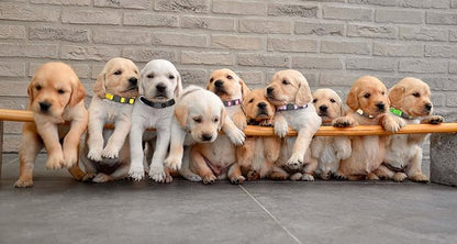 16 PCS Puppy Collars, Safety Buckle Collars - Image 7