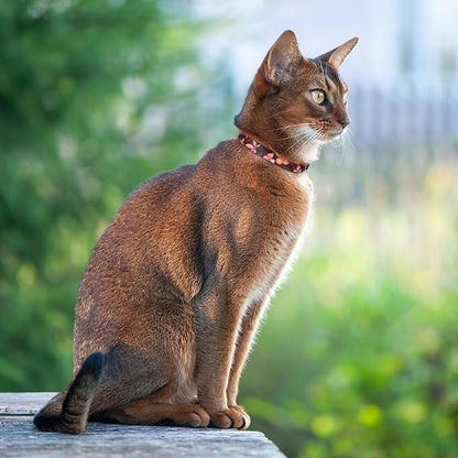 Cat Collars 2 Pack - Image 5