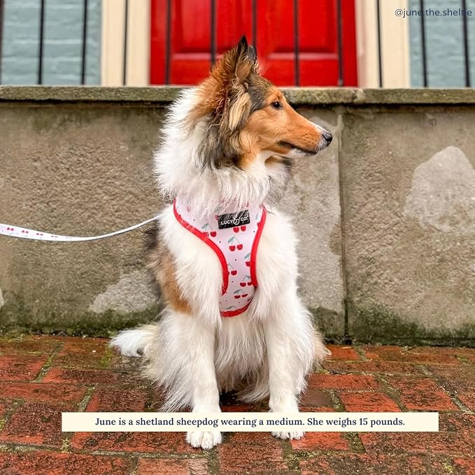 Lucy & Co. Cheery Cherries, Cute Reversible Dog Harness Walking Halter - Image 2