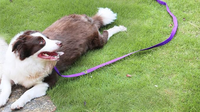 AMAGOOD Dog/Puppy Obedience Recall Training Agility Lead-15 ft 20 ft 30 ft 50 - Image 6