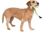 PetSafe Gentle Leader No-Pull Dog Headcollar by PetSafe