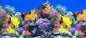 Fish Tank Background Sea Anemone Coral Theme Aquarium Background Poster Fish by XCNO