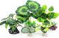 5Pack Tall Aquarium Plants by Vtapliea