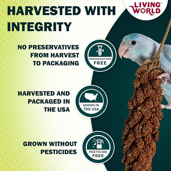 Living World – Millet Spray for Birds, 5 Pounds – Premium Treat for Budgies - Image 3