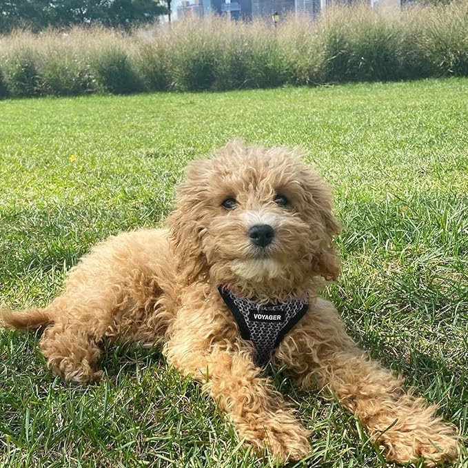 Best Pet Supplies Voyager Step-in Air All Weather Mesh Harness and Reflective - Image 8