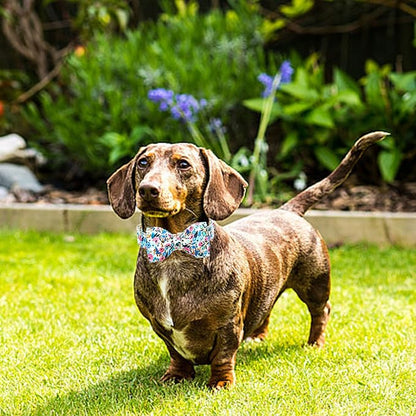 Lionheart glory Dog Collar Bow Collar Floral Dog Collar - Image 5
