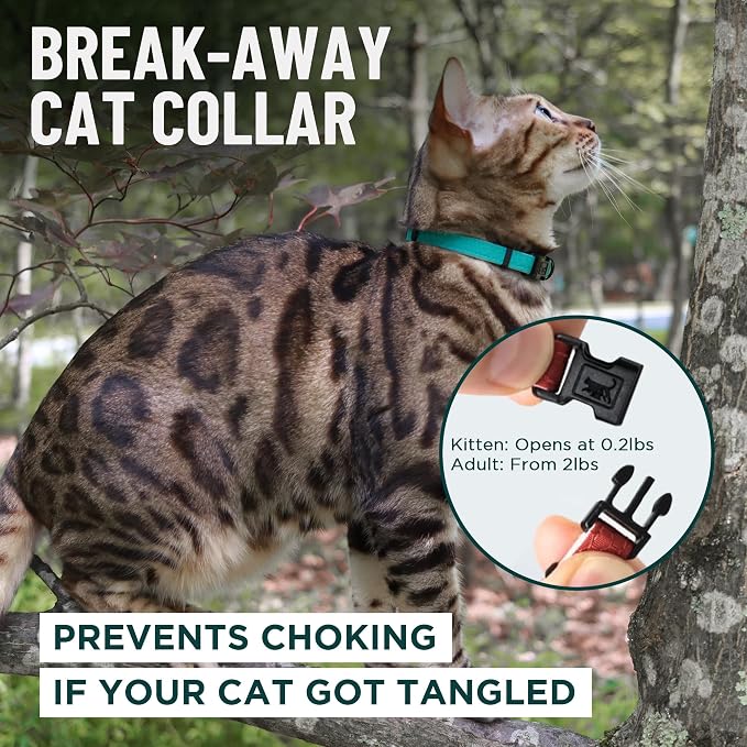 OutdoorBengal Blue Breakaway Kitten Collar - Image 2