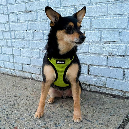 Voyager Step-in Pet Harness - Image 8