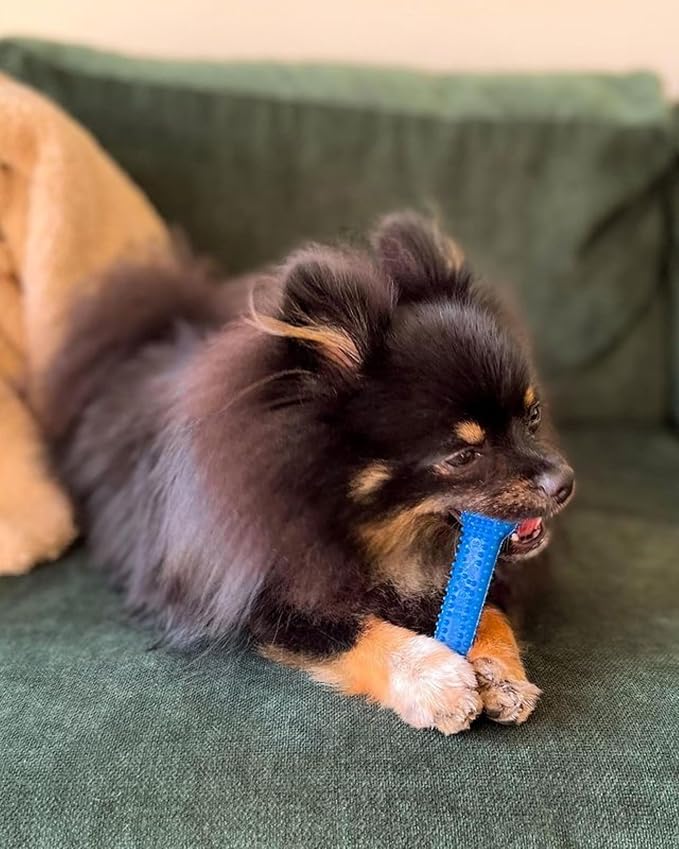 Nylabone Textured Dental Bone Flexi Chew Toy - Image 2