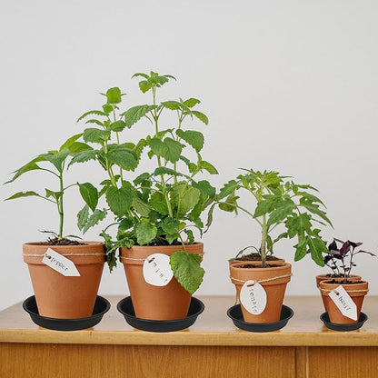 6 Pack of 8 inch Plant Saucer, Heavy Duty Plastic Plant Water Tray, Pebble Tray - Image 3