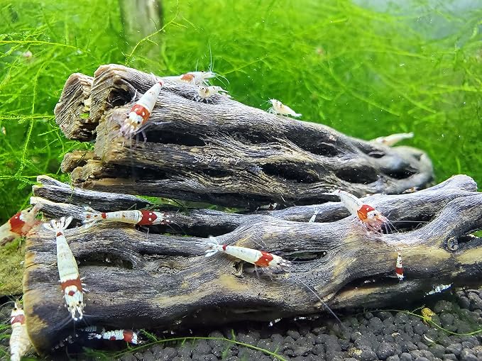 Natural Cholla Wood for Aquarium Decoration Shrimp and Fish Tank) - Image 2
