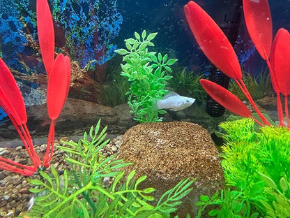 Aquarium Stone for Natural Water Clarification and Odor Removal Featuring - Image 3