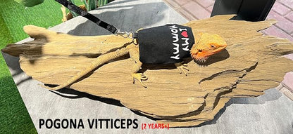 Bearded Dragon Carrier Backpack - Image 7