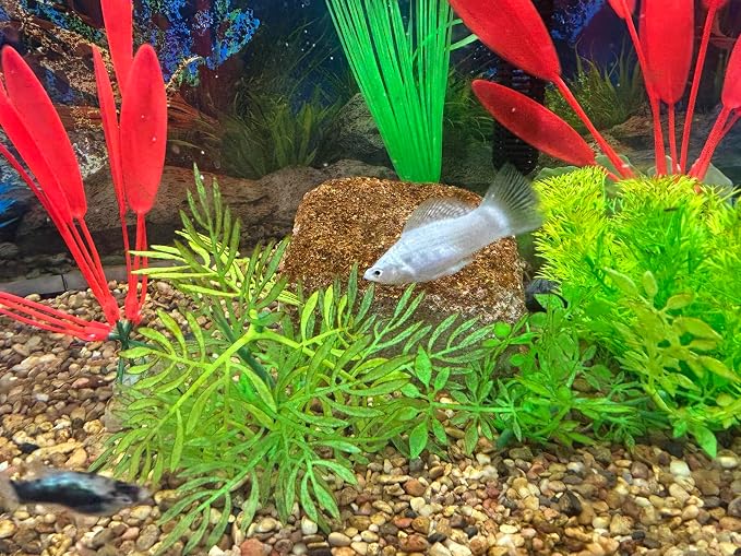 Aquarium Stone for Natural Water Clarification and Odor Removal Featuring - Image 4