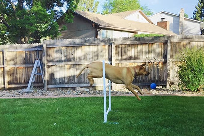 Dog Agility Training Equipment Course Set, Weave Poles, Dog Agility Jump - Image 3