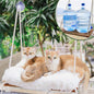 Large Cat Window Perch with Industrial-Grade Suction Cups by Unknown