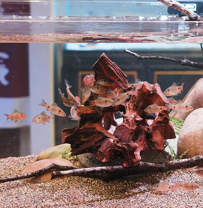 Natural Wood Aquarium Cave Betta Fish Hideout - Image 4