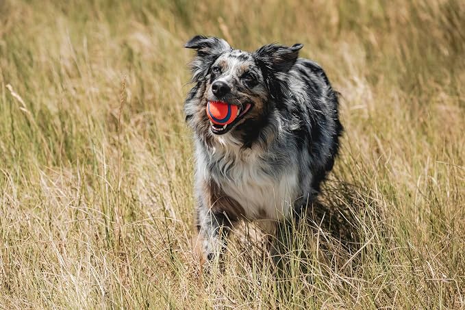 Chuckit! Ultra Ball Dog Toy - Image 9