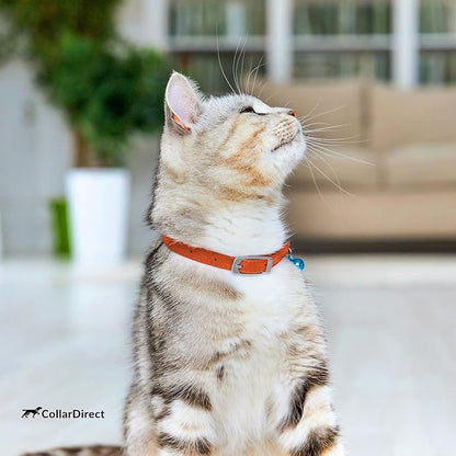 CollarDirect Leather Cat Collar, Kitten Collar - Image 7