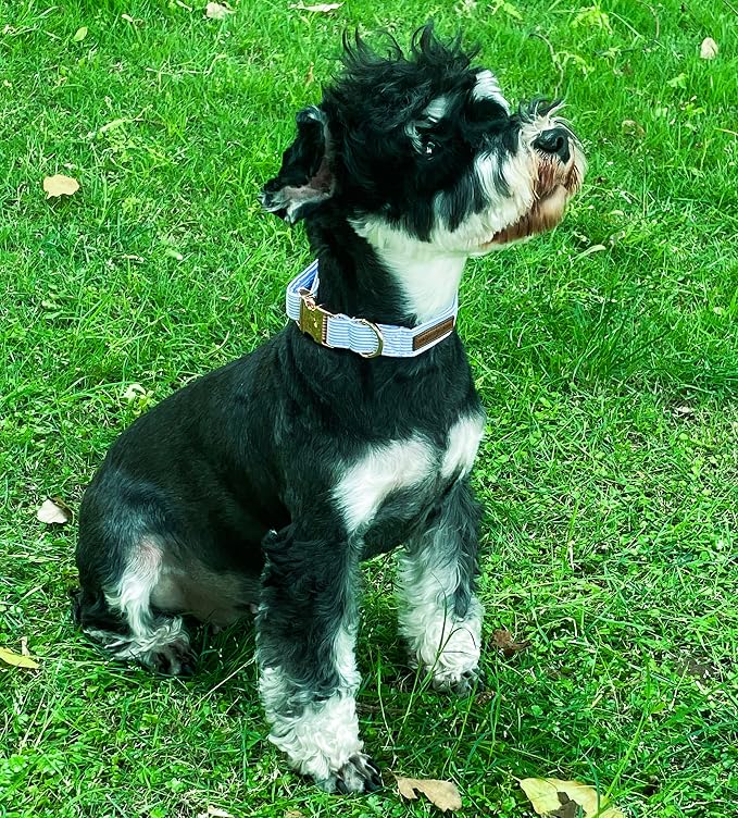 Unique style paws Dog Collar Metal Buckle Blue Stripe Collar Gift Durable Cute - Image 3