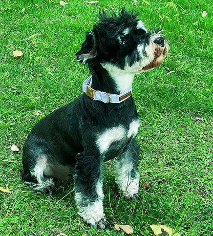 Unique style paws Dog Collar Metal Buckle Blue Stripe Collar Gift Durable Cute - Image 3