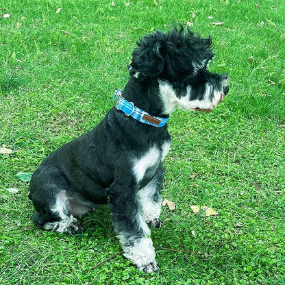 Unique Style Paws Dog Collar - Image 4