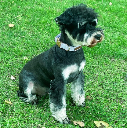 Unique style paws Dog Collar Metal Buckle Blue Stripe Collar Gift Durable Cute - Image 4