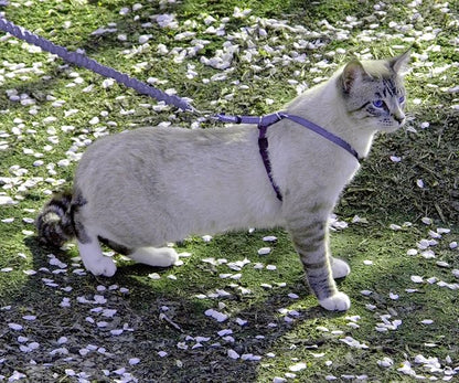 PetSafe Come With Me Kitty Cat Harness & Bungee Leash - Image 2